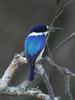 Forest Kingfisher (Todiramphus macleayii) - wiki