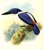 Ultramarine Kingfisher (Todiramphus leucopygius) - wiki
