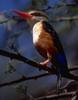 Chestnut-bellied Kingfisher (Todiramphus farquhari) - wiki