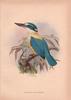 Flat-billed Kingfisher (Todiramphus recurvirostris) - Wiki