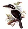Sombre Kingfisher (Todiramphus funebris) - wiki