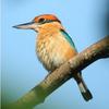 Cinnamon-banded Kingfisher (Todiramphus australasia) - wiki
