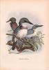 Tahiti Kingfisher (Todiramphus veneratus) - wiki
