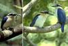 Mangaia Kingfisher (Todiramphus ruficollaris) - wiki