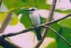 Chattering Kingfisher (Todiramphus tutus) - wiki