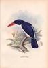 White-rumped Kingfisher (Caridonax fulgidus) - wiki