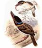 Hook-billed Kingfisher (Melidora macrorrhina) - wiki