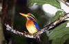 Rufous-collared Kingfisher (Actenoides concretus) - wiki