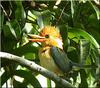 Yellow-billed Kingfisher (Syma torotoro) - wiki