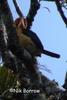 Mountain Kingfisher (Syma megarhyncha) - wiki