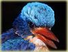 Kofiau Paradise Kingfisher (Tanysiptera ellioti) - wiki