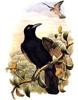 Paradise Crow (Lycocorax pyrrhopterus) - wiki