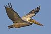 Brown Pelican (Pelecanus occidentalis) - wiki