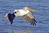American White Pelican (Pelecanus erythrorhynchos) - wiki