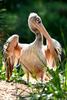 Pelican (Family: Pelecanidae) - wiki