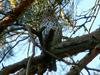 Song Thrush (Turdus philomelos) - wiki