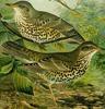 Mistle Thrush (Turdus viscivorus) - wiki