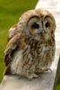 Tawny Owl (Strix aluco) - wiki