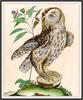Tawny Owl (Strix aluco) - Bouchard