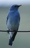 Bluebird (Genus: Sialia) - wiki
