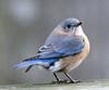 Eastern Bluebird (Sialia sialis) - wiki