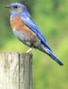 Western Bluebird (Sialia mexicana) - wiki