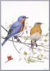 Eastern Bluebird (Sialia sialis) - Butler Murrell