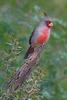 Pyrrhuloxia (Cardinalis sinuatus) - wiki