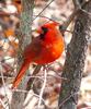 Northern Cardinal (Cardinalis cardinalis) - wiki