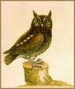 Eastern Screech Owl (Megascops asio) - Catesby