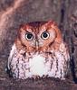 Eastern Screech Owl (Megascops asio) - wiki