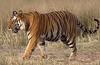 Royal Bengal Tiger (Panthera tigris tigris) - wiki
