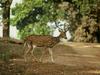 Chital (Axis axis) - wiki