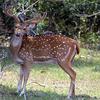Sri Lankan Axis Deer (Axis axis ceylonensis) - wiki