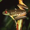 Red-eyed Treefrog (Agalychnis callidryas) - wiki