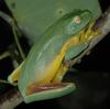 Dainty Green Treefrog (Litoria gracilenta) - wiki