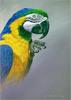 Alan Hunt - Blue-and-gold Macaw (Art)