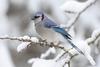 Blue Jay (Cyanocitta cristata) - wiki