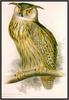 Lear - Eagle-Owl (Art)