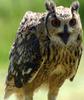 Rock Eagle-owl (Bubo bengalensis) - Wiki