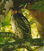 Spot-bellied Eagle-owl (Bubo nipalensis) - Wiki