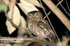 Whiskered Screech-owl (Megascops trichopsis) - wiki