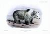 Tibetan Blue Bear (Ursus arctos pruinosus) - Wiki
