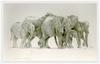 Dino Paravano - Walk In The Dust (Art), African Elephants