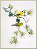 Douglas Pratt - American Goldfinch (Art), Carduelis tristis