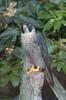 Peregrine Falcon (Falco peregrinus) - wiki