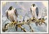 Anthony Rhodes - Peregrine Falcons (Art), Falco peregrinus
