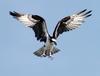Osprey (Pandion haliaetus) - wiki