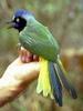 Green Jay (Cyanocorax yncas) - wiki