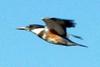 Belted Kingfisher (Megaceryle alcyon) - wiki